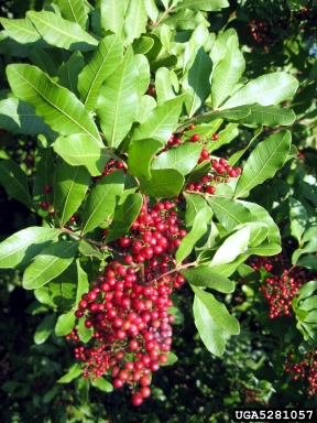 Brazilian peppertree, Schinus terebinthifolius  (Sapindales: Anacardiaceae) - 5281057