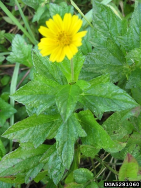 Bay Biscayne creeping-oxeye, Sphagneticola trilobata  (Asterales: Asteraceae) - 5281060