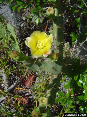 erect pricklypear, Opuntia stricta  (Caryophyllales: Cactaceae) - 5281069