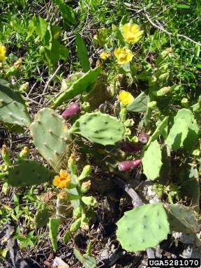 erect pricklypear, Opuntia stricta  (Caryophyllales: Cactaceae) - 5281070