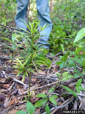 plum pine, Podocarpus spp.  (Pinales: Podocarpaceae) - 5281071