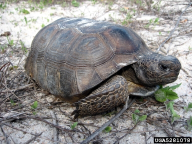 gopher tortoise, Gopherus polyphemus  (Testudines: Testudinidae) - 5281078