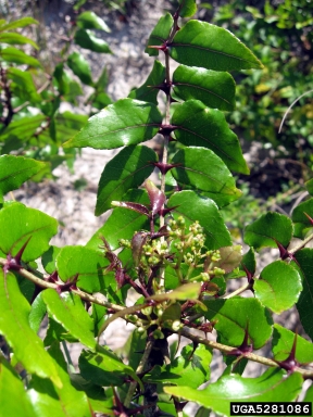 Hercules' club, Zanthoxylum clava-herculis  (Sapindales: Rutaceae) - 5281086