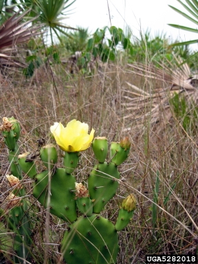 pricklypear/cholla, Opuntia spp.  (Caryophyllales: Cactaceae) - 5282018