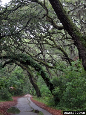 live oak, Quercus virginiana  (Fagales: Fagaceae) - 5282048