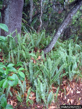 narrow swordfern, Nephrolepis cordifolia  (Polypodiales: Dryopteridaceae) - 5282051