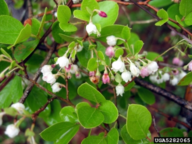 sparkleberry, Vaccinium arboreum  (Ericales: Ericaceae) - 5282065