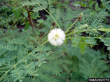 white leadtree, Leucaena leucocephala  (Fabales: Fabaceae (Leguminosae)) - 5282070