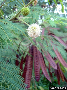 white leadtree, Leucaena leucocephala  (Fabales: Fabaceae (Leguminosae)) - 5282074