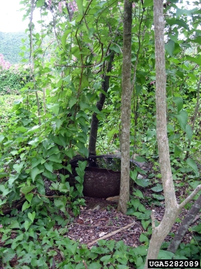 coral vine, Antigonon leptopus  (Polygonales: Polygonaceae) - 5282089