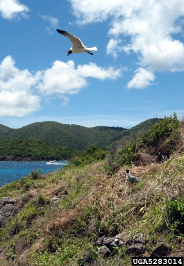 laughing gull, Larus atricilla  (Ciconiiformes: Laridae) - 5283014
