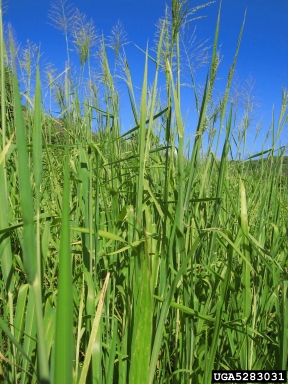 guineagrass, Megathyrsus maximus  (Cyperales: Poaceae) - 5283031