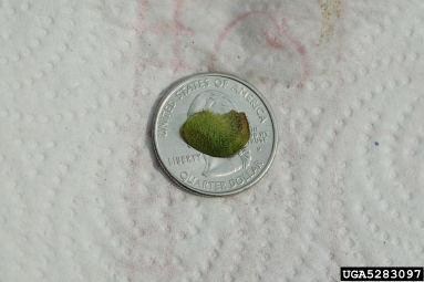 watermoss, Salvinia spp.  (Hydropteridales: Salviniaceae) - 5283097