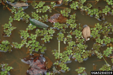 watermoss, Salvinia spp.  (Hydropteridales: Salviniaceae) - 5284009