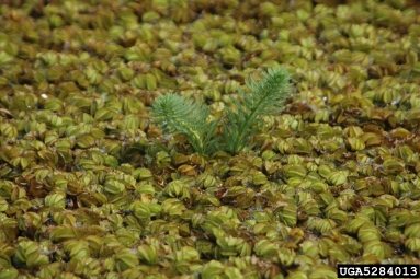 parrot feather milfoil, Myriophyllum aquaticum  (Haloragales: Haloragaceae) - 5284013