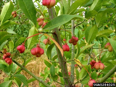 European spindletree, Euonymus europaeus  (Celastrales: Celastraceae) - 5284025