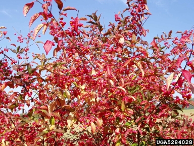 European spindletree, Euonymus europaeus  (Celastrales: Celastraceae) - 5284028