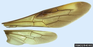 Siricid woodwasp, Eriotremex formosanus  (Hymenoptera: Siricidae) - 5284060