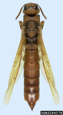 pigeon tremex, Tremex columba  (Hymenoptera: Siricidae) - 5284078