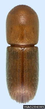 ambrosia beetle, Xyleborus californicus  (Coleoptera: Curculionidae) - 5284085