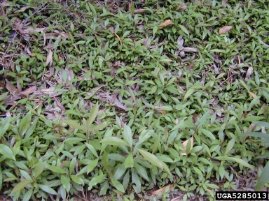 shoebutton ardisia, Ardisia elliptica  (Primulales: Myrsinaceae) - 5285013