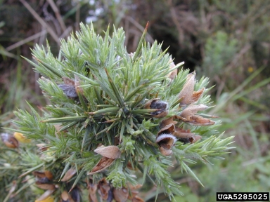 gorse, Ulex europaeus  (Fabales: Fabaceae (Leguminosae)) - 5285025