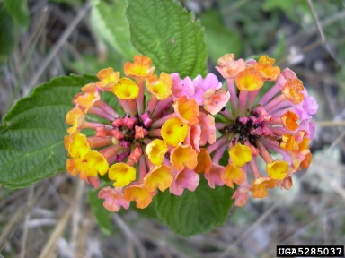 largeleaf lantana, Lantana camara  (Lamiales: Verbenaceae) - 5285037