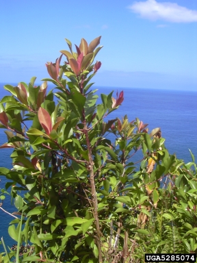 shoebutton ardisia, Ardisia elliptica  (Primulales: Myrsinaceae) - 5285074