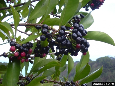 shoebutton ardisia, Ardisia elliptica  (Primulales: Myrsinaceae) - 5285079
