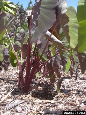 coco yam, wild taro, Colocasia esculenta  (Arales: Araceae) - 5285083
