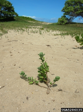 beach vitex, Vitex rotundifolia  (Lamiales: Verbenaceae) - 5286035
