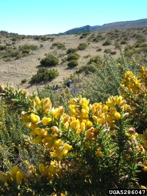 gorse, Ulex europaeus  (Fabales: Fabaceae (Leguminosae)) - 5286047