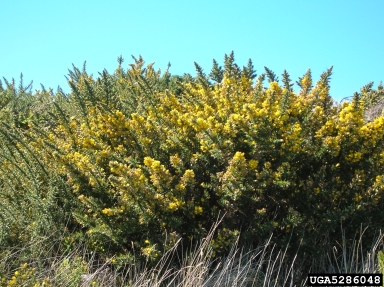 gorse, Ulex europaeus  (Fabales: Fabaceae (Leguminosae)) - 5286048