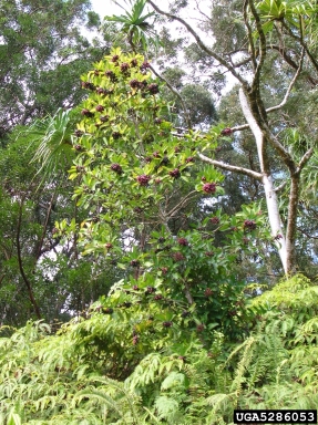 shoebutton ardisia, Ardisia elliptica  (Primulales: Myrsinaceae) - 5286053