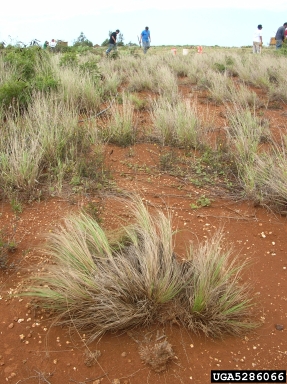 weeping lovegrass, Eragrostis curvula  (Cyperales: Poaceae) - 5286066