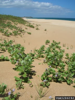 beach vitex, Vitex rotundifolia  (Lamiales: Verbenaceae) - 5286092