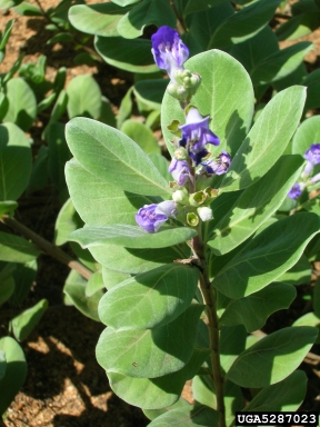 beach vitex, Vitex rotundifolia  (Lamiales: Verbenaceae) - 5287023