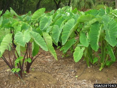 coco yam, wild taro, Colocasia esculenta  (Arales: Araceae) - 5287043