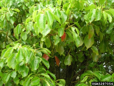 camphortree, Cinnamomum camphora  (Laurales: Lauraceae) - 5287054