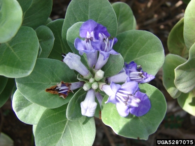 beach vitex, Vitex rotundifolia  (Lamiales: Verbenaceae) - 5287075