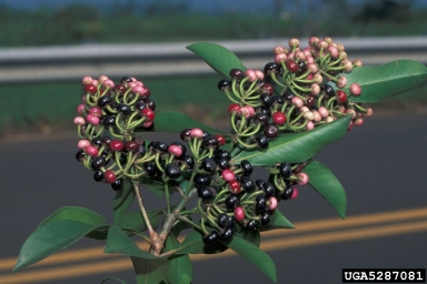 shoebutton ardisia, Ardisia elliptica  (Primulales: Myrsinaceae) - 5287081