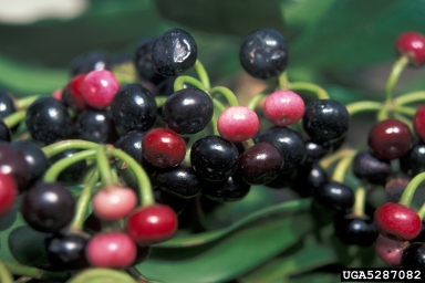 shoebutton ardisia, Ardisia elliptica  (Primulales: Myrsinaceae) - 5287082