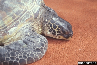 green sea turtle, Chelonia mydas  (Testudines: Cheloniidae) - 5287083