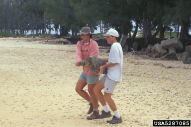 green sea turtle, Chelonia mydas  (Testudines: Cheloniidae) - 5287085