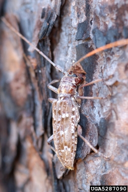 sawyer beetles, Monochamus spp.  (Coleoptera: Cerambycidae) - 5287090
