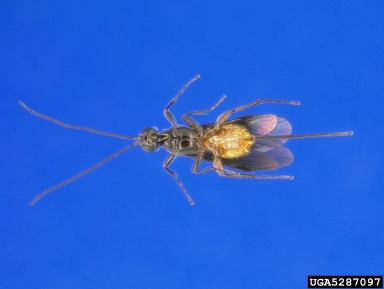 Braconid wasp, Coeloides pissodis  (Hymenoptera: Braconidae) - 5287097