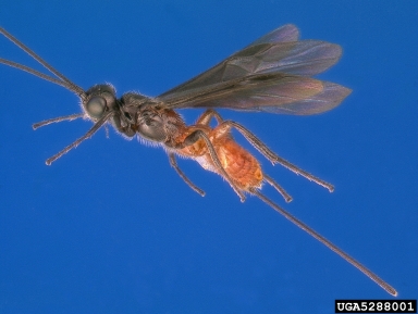 Braconid wasp, Coeloides pissodis  (Hymenoptera: Braconidae) - 5288001