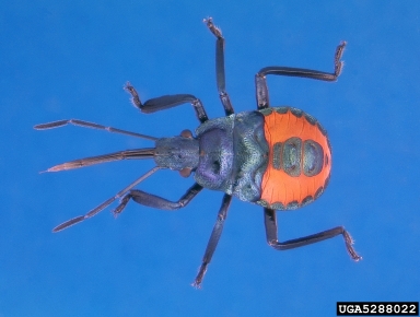predatory stink bug, Euthyrhynchus floridanus  (Hemiptera: Pentatomidae) - 5288022