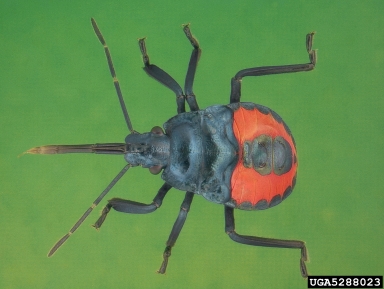 predatory stink bug, Euthyrhynchus floridanus  (Hemiptera: Pentatomidae) - 5288023