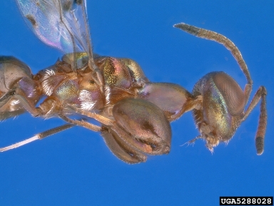 Heydenia unica, Heydenia unica  (Hymenoptera: Pteromalidae) - 5288028